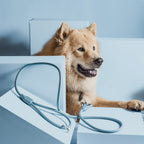 NE & NO Loft Style Weatherproof Dog Leash