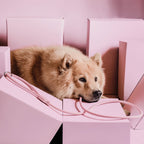 NE & NO Loft Style Weatherproof Dog Leash