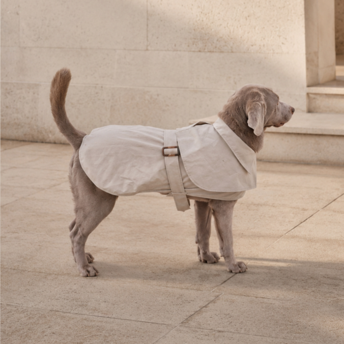 Gabardina impermeable de algodón Queline